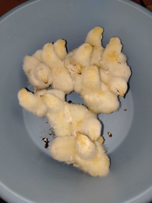 Pui de găină Brahma herminat deschis.