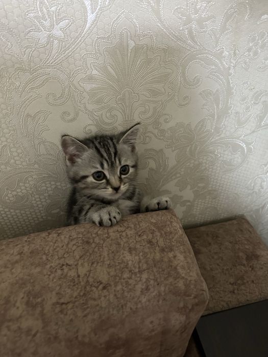 Британские котята