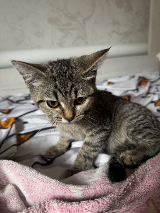Котенок британец.