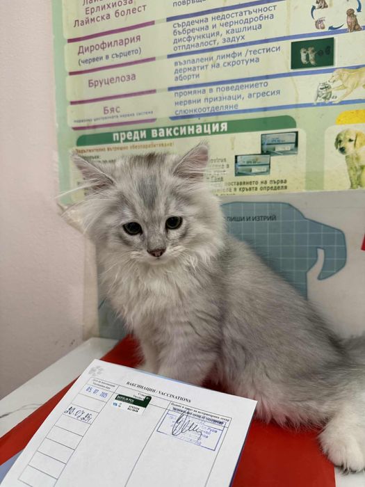 Британска дългокосместа сребърна  чинчила