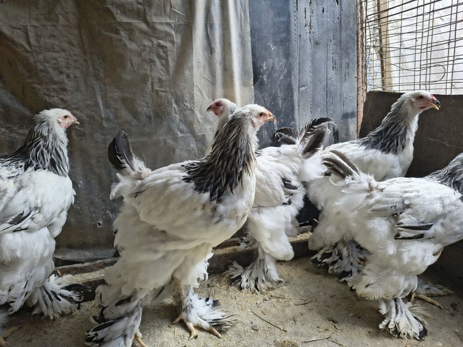 Vand cocosi brahma herminat și cochinchina galben uriaș