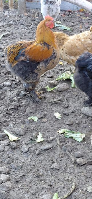 Vand cocos cochinchina