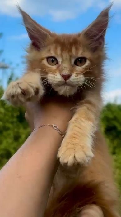 Котята Мейн Куны