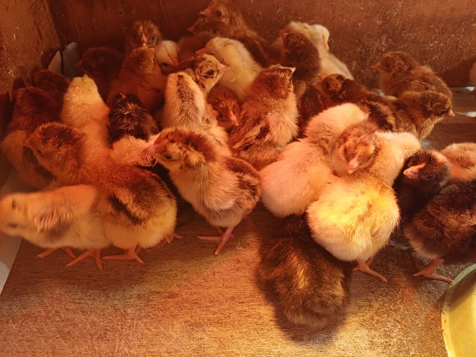 Продам суточных цыплят