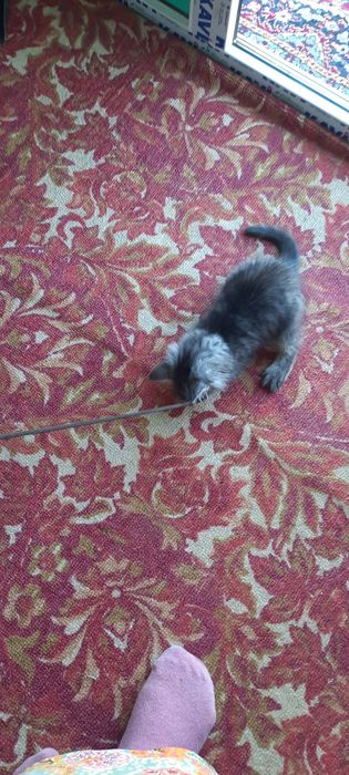 Отдам даром Кошку