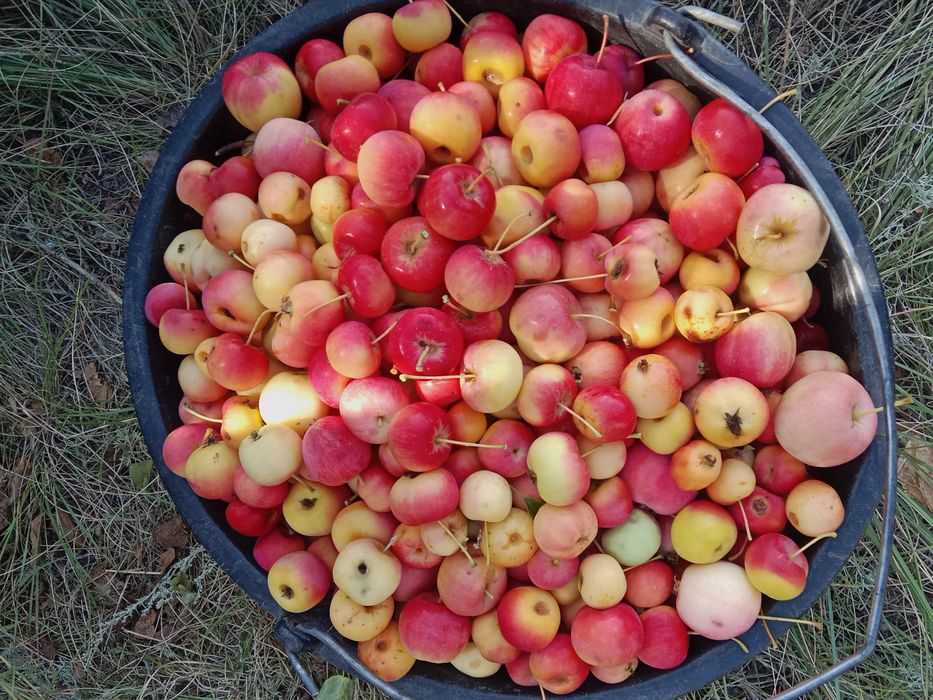 Продам домашние ранетки для компота