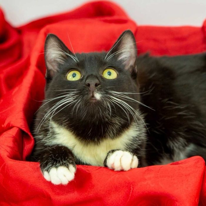 Коте Селена търси дом