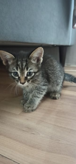 Котята 3 месяца 6шт