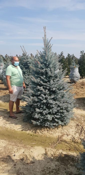 Vând brad argintiu fat albert