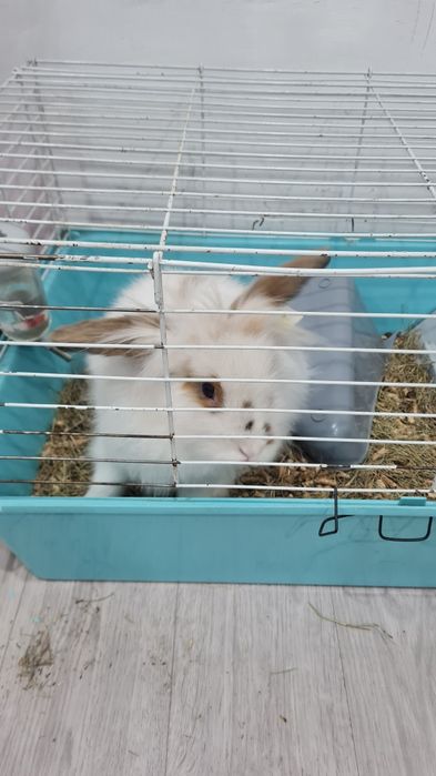 Продам кролика домашнего