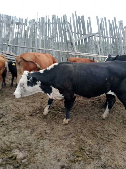 Продам три головы крс