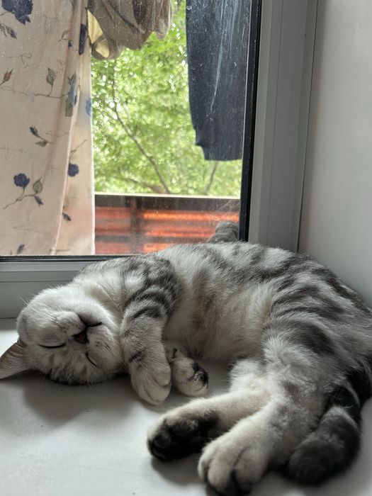 Ищем кошку для вязки