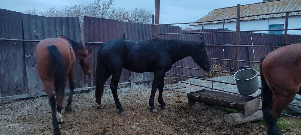 Продам 2 жеребца