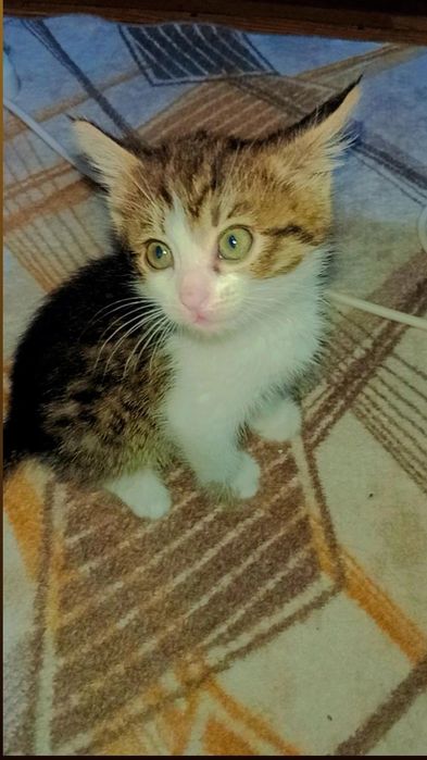 В ответственные руки котёнок
