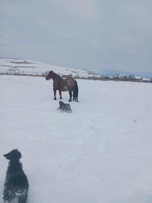 Vând iapă de 5 ani sau schimb cu oi sau viței