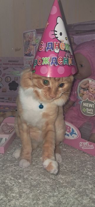 Отдам кота в добрые руки