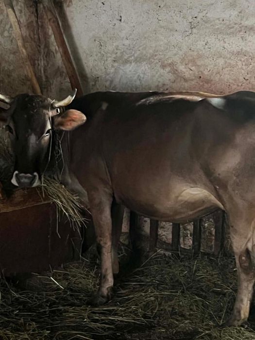 Vacă brună, 4 ani, gestantă în 8 luni cu montă rasa Angus la a doua fătare
