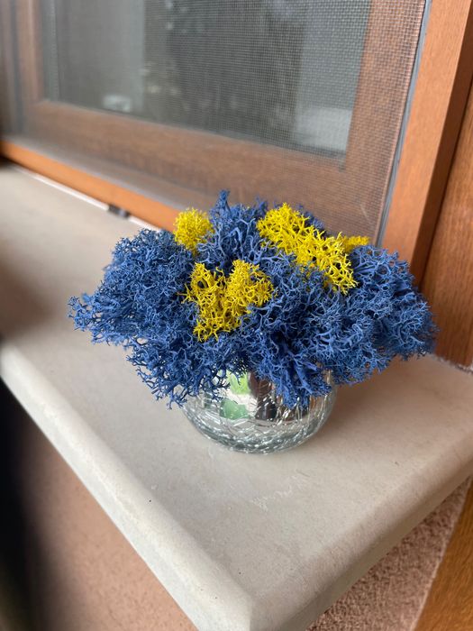 Картини и кашписъс скандинавски мъх