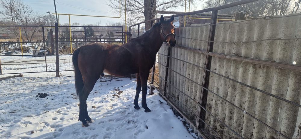 Английский жеребец