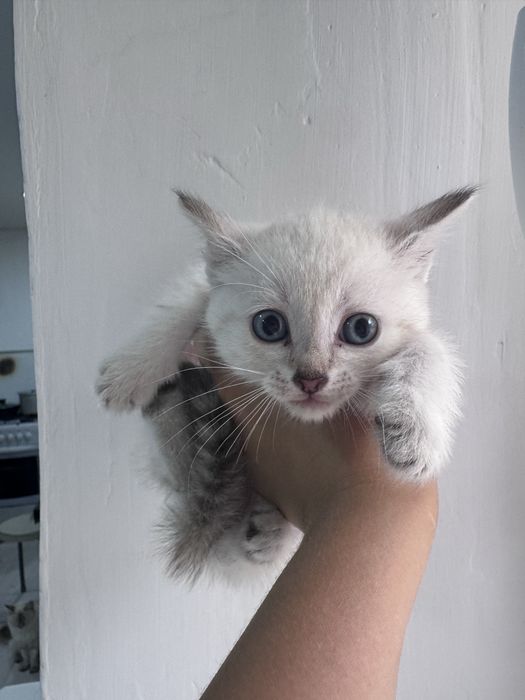 Отдам котят в добрые руки