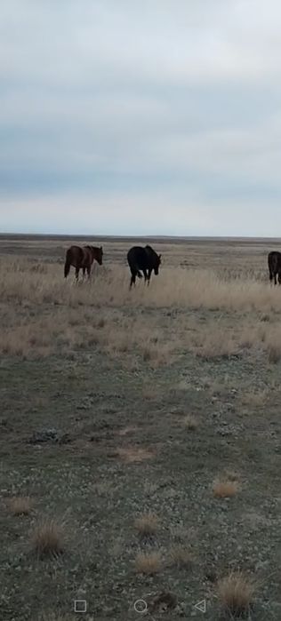 Байтал полтарашка
