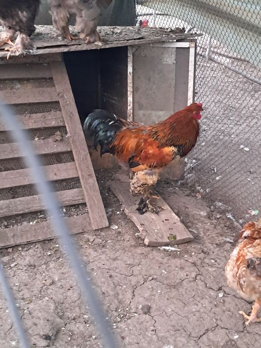 Cocoși Brahma  de vanzare