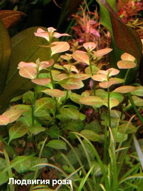 Растения без Co2