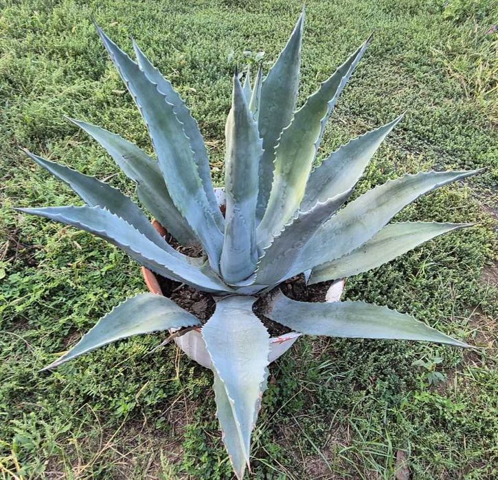 Agave plante ....