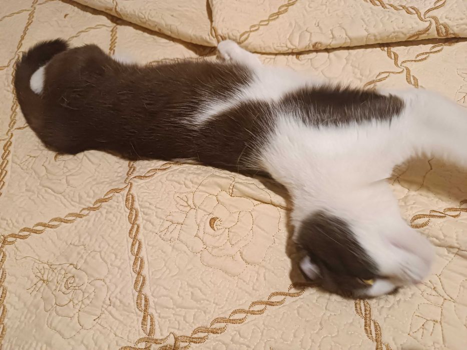 Отдам в добрые руки веслоухою кошку по кличке Муиза