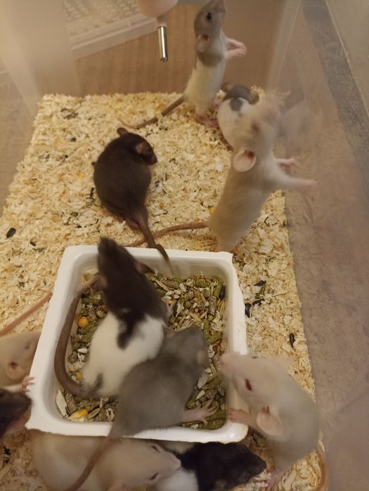 Продаются крысята дамбо