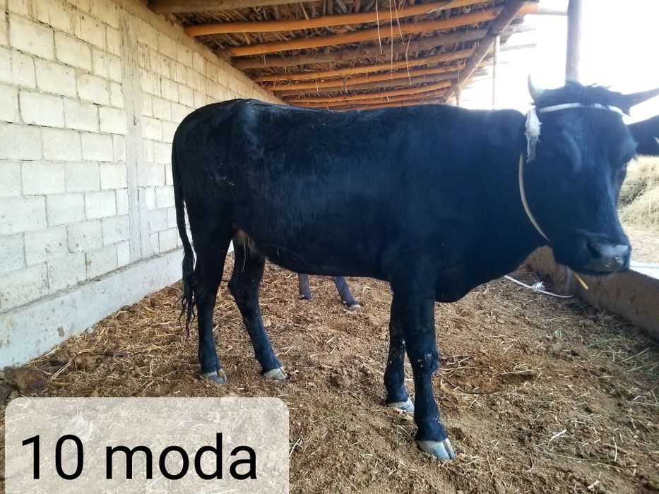 BUQALAR Tez va Arzon Sotiladi