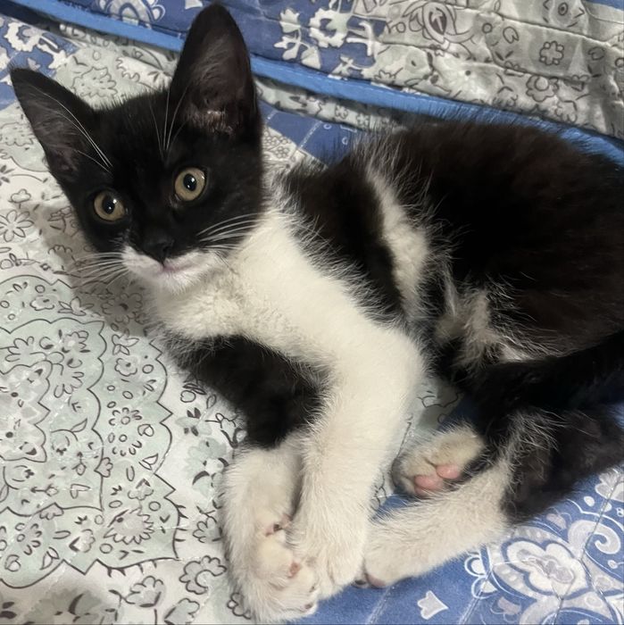 Котенок в ответственные руки