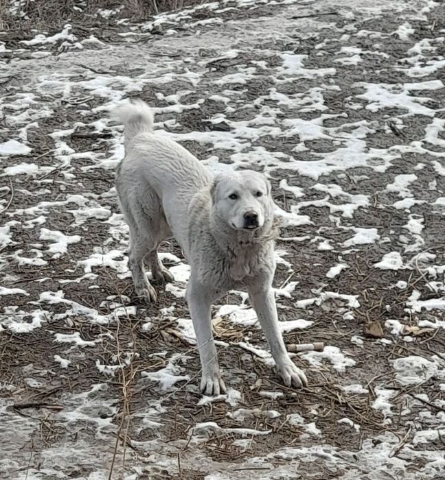 Alabay bolasi sotiladi