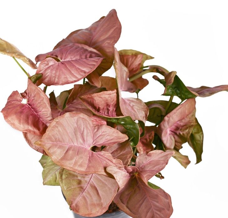 Продам сингониум Неон Пинк