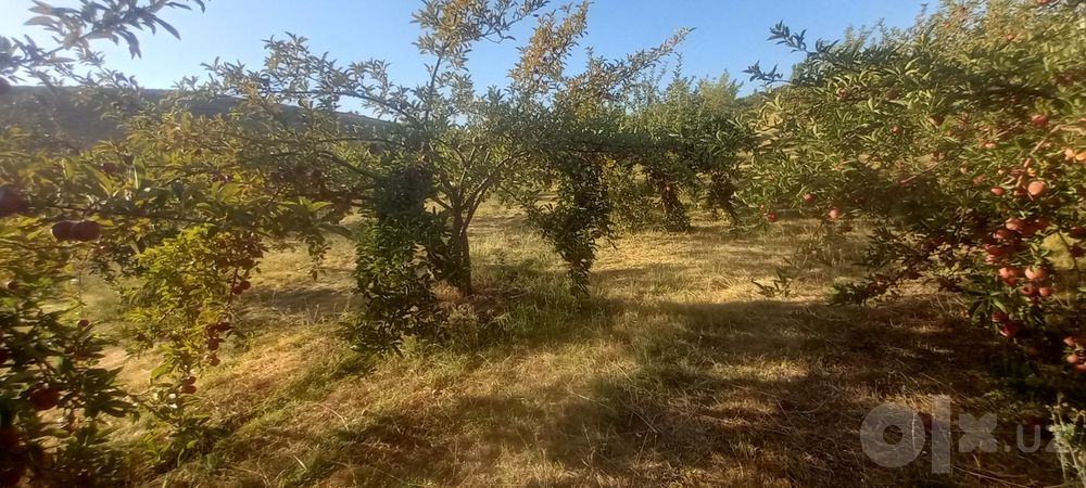 Olma sifati yaxshi narxini telda kelishamiz