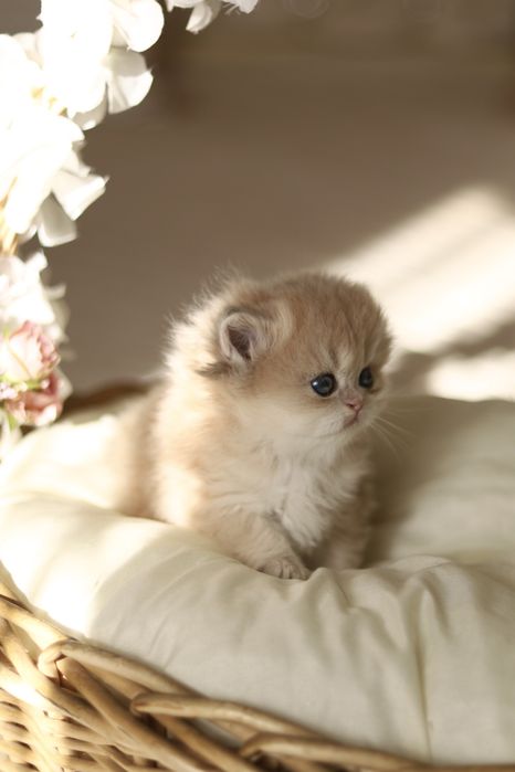 Котята Золотая Шиншилла