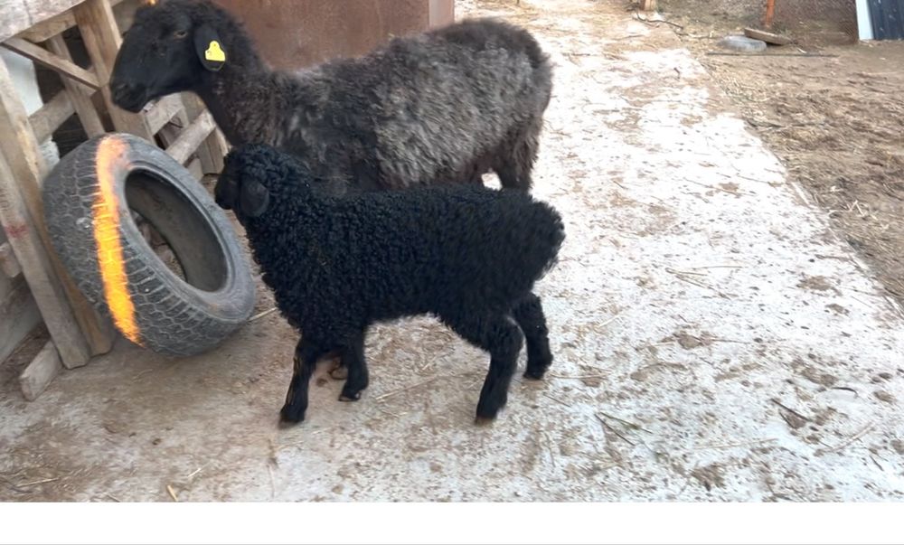 қозылы қой. 2жарым айлык