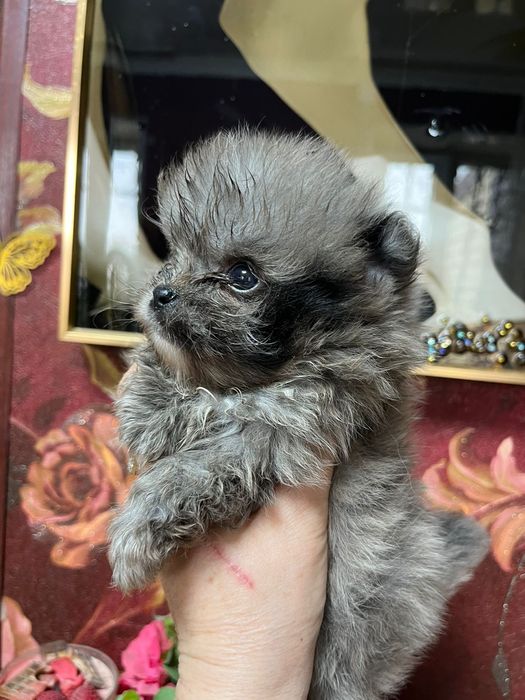 Шпиц мальчик голубой мерле