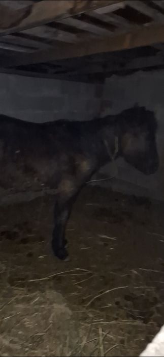 Жабагы Тай 11 айлык ургашы