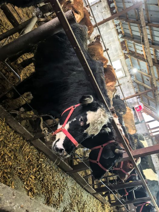 Продам коров.,телочек.