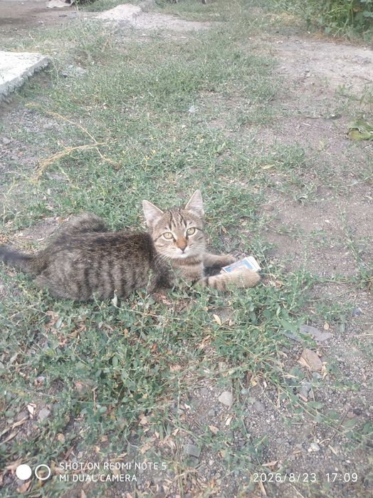Отдам бесплатно котят