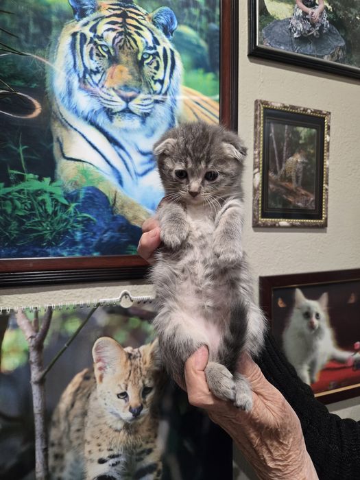 Продам не дорого