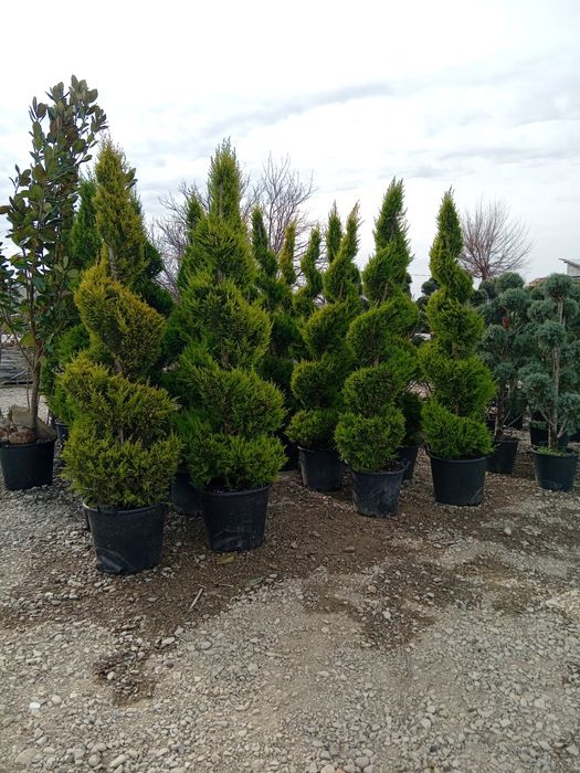 Plante ornamentale diferite specii și dimensiuni
