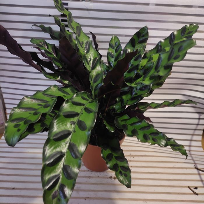 Калатеи, филодендрон, аглаонемы и диффенбахии(читать внимательно)