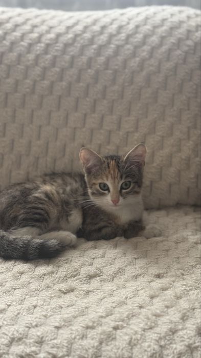 Одам кошку 2 месяца