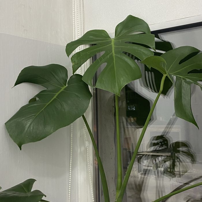 Продам цветы комнатные