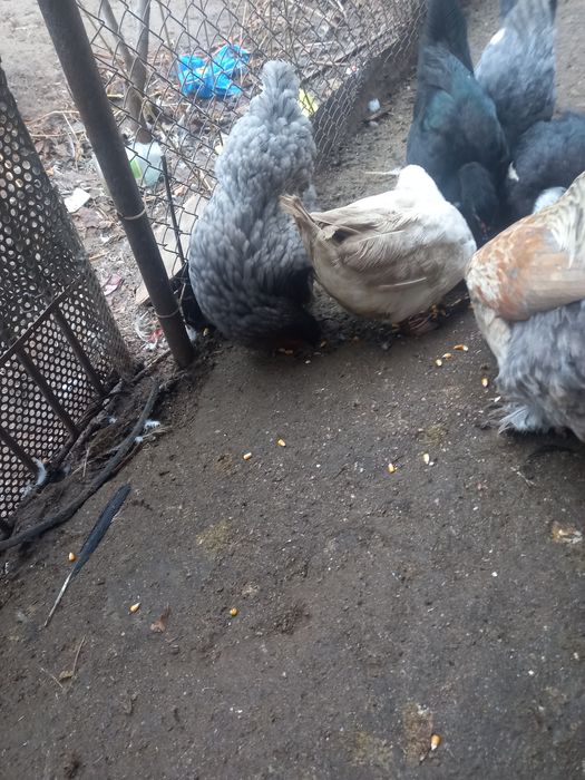 Куры несушки продам