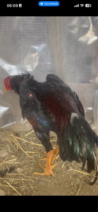 Dakan jo'ja sotiladi joy boshatishga.