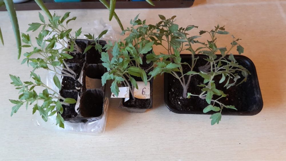 Продаю. Рассада помидор.