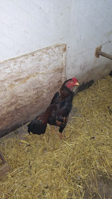 Продам чужиков разных